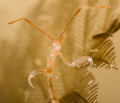Skeleton Shrimp