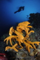 Sponge with divers,maria la gorda