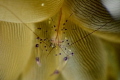 Coral shrimp - Nikon D800e in Sea&Sea housing, Nikkor VR105