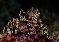 Zebra crab with eggs