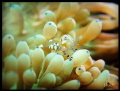 Transparent Commensal Shrimp on top of Blue Dot Bubble Anemone @ Padang Bai, Bali on 19th November 2017.
