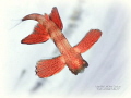 FLYING BABY
YOS Lembeh