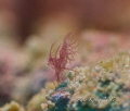 Hairy Shrimp