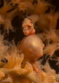 Denise`s pygmy seahorse - pregnant. (Hippocampus denise)