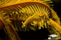 Beauty of the yellow