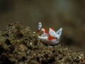 baby frog fish!