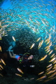 The divers go through a few thousand yellow snappers.