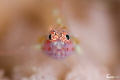 Goby