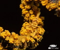 SHRIMP ON WHIP CORAL. Perfect mimetism