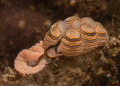 Doto greenamyeri laying eggs