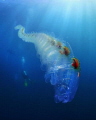 Salps