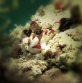 Sea Santa.. Ho Ho Ho, Merry Christmas!