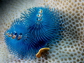 Perfect for a blue Christmas! Double Christmas tree worms shot in Yap on a gorgeous drift dive!