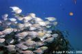 Ponta de Ouro, one of the many schools you meet diving... Nikonos V, 35 mm, SB105