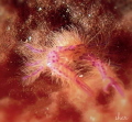 Pinky Hairy