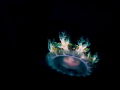 Colourful upside down Jellyfish shot in Yap during an afternoon dive at Slow and Easy, a great macro spot!