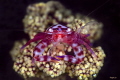 This photo was taken in Lembeh in October 2017.