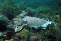 Australian Giant Cuttlefish male in full colour display. Whyalla, South Australia