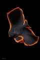 Juvenile Batfish