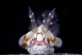 Purple antenna