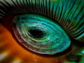 Looks like an eye  but what is it? It's the underside of a Triton Shell with the foot of the animal showing!