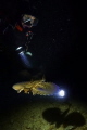 Blue bird. Just regular night dive at Malta...