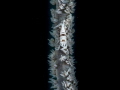 A coral wire shrimp in black and white