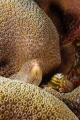 Eel peeking out of corals with Christmas Tree worms.