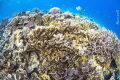 A coral reef of diversity