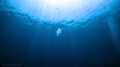 Title: The Lonely Jelly 
When : Oct 2017
Where : Tioman Dive Buddy