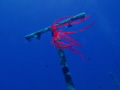 Sea star swimming