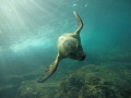 San Carlos Mexico. Awesome time with the sea lions.