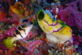 Colour Blast!
I found this interesting background on a wreck in the Solomons and then this Toby came and posed nicely for me!