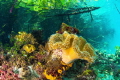 Mangrove crown