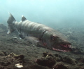 Barracuda at Liberty wreck, Tulamben.