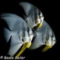 Batfish Parade at Pintuyan housereef