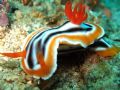 Nudi Branch