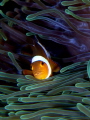 PAYASITO NEMO CON SU ANEMONA