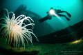Konsul Carl Fisser WW2 wreck in Ålesund, Norway.
The wreck is laying from 20-60meter depth.