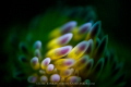 Glow
Gasflame Nudibranch shot with snoot torch and reverse ring macro