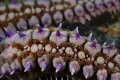 The macro close up of a sea star tentacle showing how wonderful and complex is each tentacle