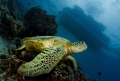 A sea turtle resting on a coral apparently waiting for people from the boat just above