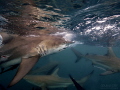 Blacktip shark on Aliwali Shoal with an odd stab/bite? mark on it