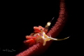 Favorinus nudibranch feeding with another kind nudibranch eggs.