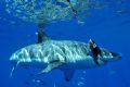 A Great White Shark about to grab a Tuna