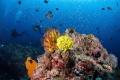 One of my new favourite dive sites: Koh Tachai in Thailand