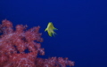 Doncella en el azul