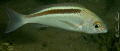 Scolopsis taeniata