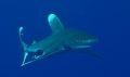 Longimanus, taken at Elphinstone