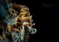 Dasycaris zanzibarica